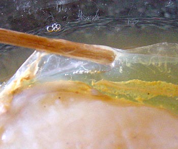 This close up shows how thin the new scoby is.