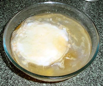 A new scoby is forming on the surface of the bowl around the mother scoby.