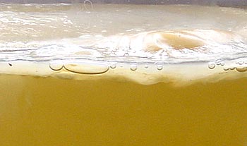 The scoby is thicker after a second brew.